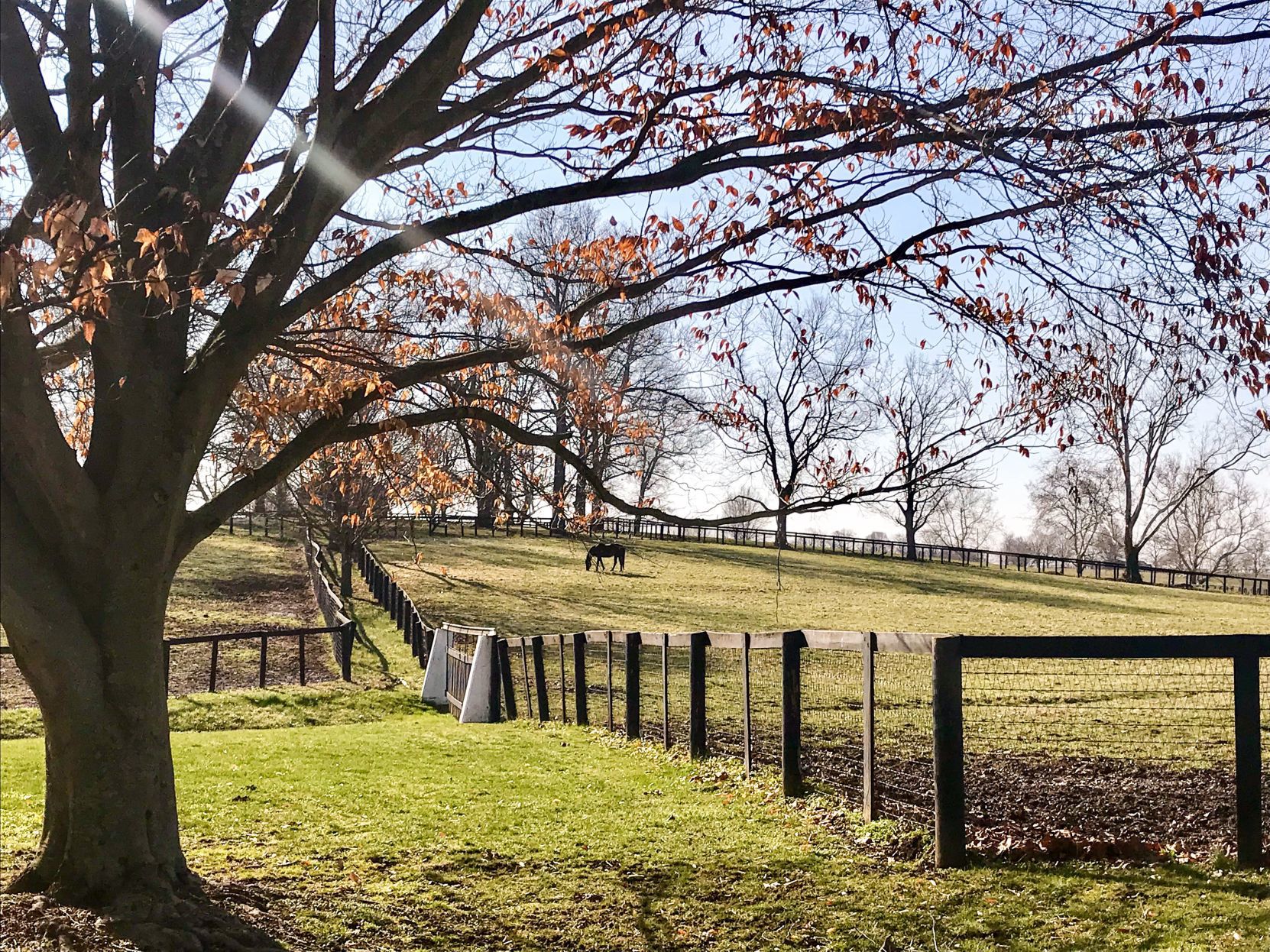 Claiborne Farm